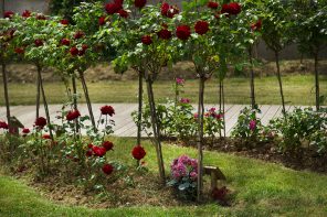 Rosier du souvenir du crématorium de Champigny-sur-Marne